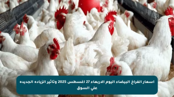 أسعار الفراخ البيضاء اليوم الأربعاء 27 أغسطس 2025 وتأثير الزيادة الجديدة على السوق